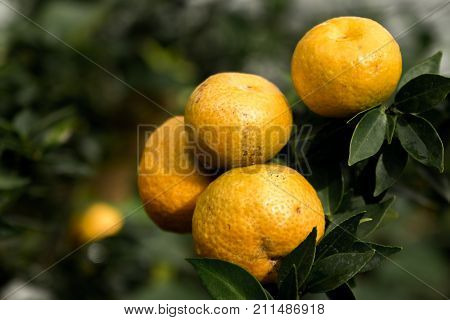 some tasty yellow oranges on a tree