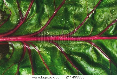 Close-up of fresh swiss chard green leaf over grey concrete stone background, top view, horizontal composition. Clean eating, vegetarian, vegan, alcaline diet, organic, healthy cooking concept
