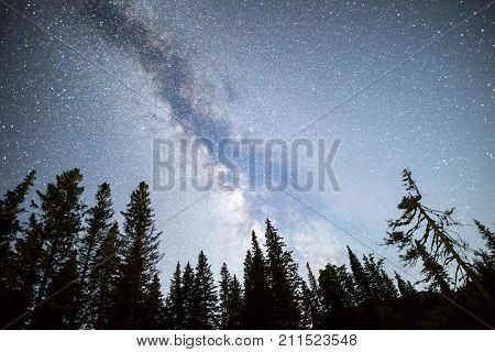 Pine Trees Silhouette Milky Way Night Sky