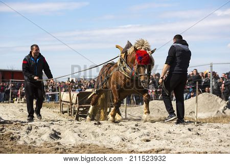 Horse Heavy Pull Tournament
