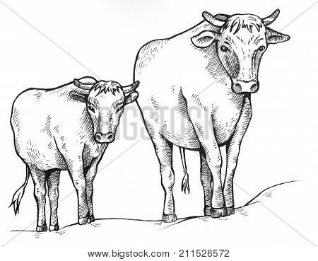 Cow and a calf walk along the road. Sketch style. Bull and calf return one by one from the pasture. Farm animals. Hand drawing illustration.