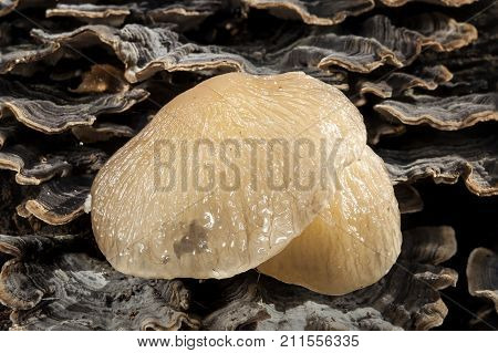 Porcelain fungi (Oudemansiella mucida) a common slimy white fungus found in The UK and Europe