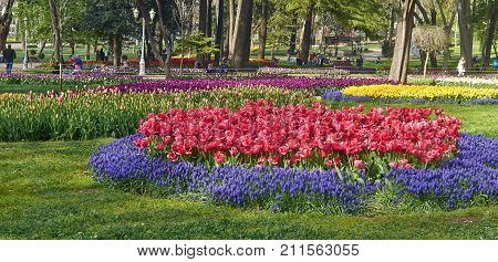 Istanbul Turkey - April 06 2016 Annual Spring Festival of Tulips new design Gulhane Park local people and tourists are getting rest making photos and enjoy good weather and spring slice of life editorial.