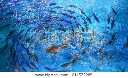 Large fish are circling in the pool.