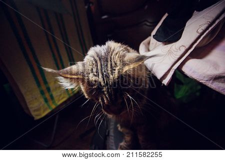 maine coon on a black background young