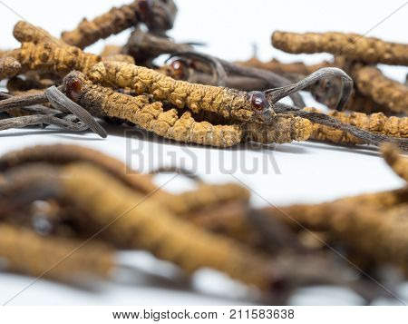 close up Ophiocordyceps sinensis (CHONG CAO DONG CHONG XIA CAO) or mushroom cordyceps this is a herbs. Medicinal properties in the treatment of diseases.