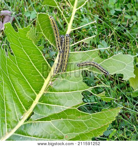 a lot of yellow-grey caterpillars eating green leaf horseradish in the garden on a background of green grass in the afternoon