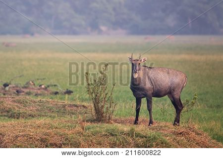 Male Nilgai (boselaphus Tragocamelus) Standing In Keoladeo Ghana National Park, Bharatpur, India