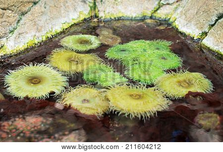 Sea Anemones In Coastal Waters. Bunodactis Reynaudi.