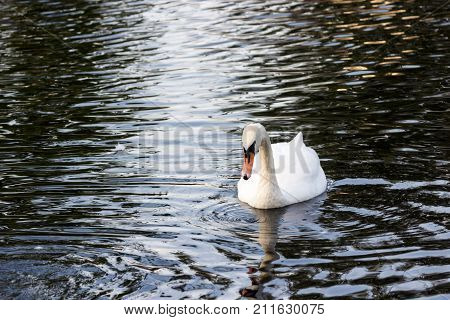 White Swan Swimming On The Lake