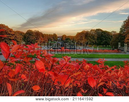 Foreground beautiful flowers with the sunset over Norway Oslo Vigeland Sculpture park