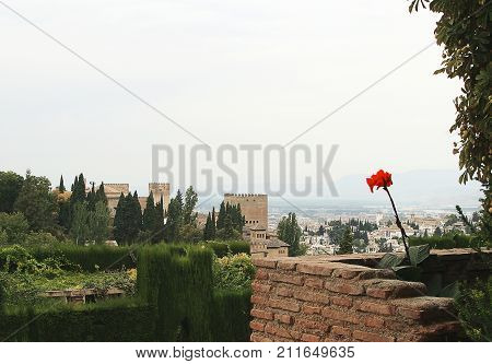Beautiful flower behind the ancient brick wall in Alhambra, Spain