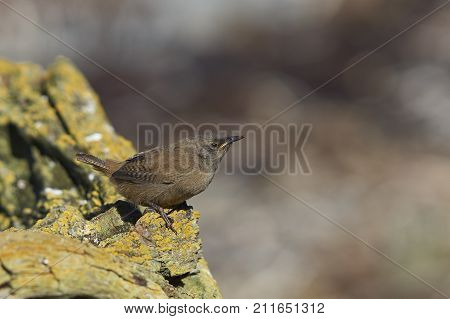 Cobb's Wren (Troglodytes cobbi) on a lichen covered piece of wood on the coast of Sea Lion Island in the Falkland Islands