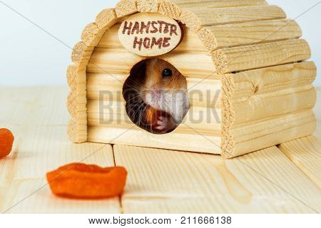 The hamster eats dried apricots inside its wooden house.