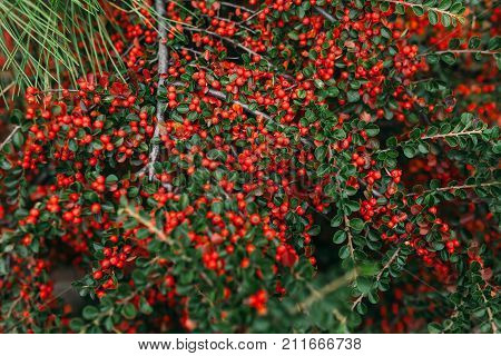 Tree with red berries green foliagefence greenbackground imageto insert text