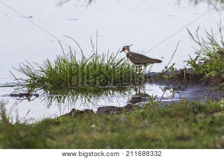 Lapwing (vanellus Vanellus)