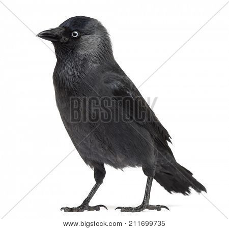 Western Jackdaw looking away, Corvus monedula, (or Eurasian Jackdaw, or European Jackdaw or simply Jackdaw) against white background