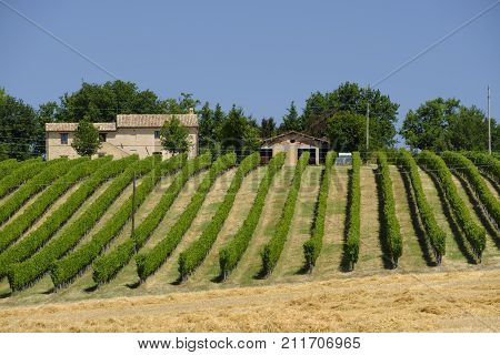 Rural landscape along the road from Appignano to Montecassiano (Ancona Marches Italy) at summer.