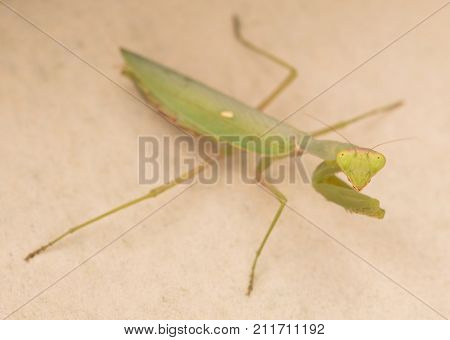 Green Praying Mantis On A Wall (mantis Religiosa)