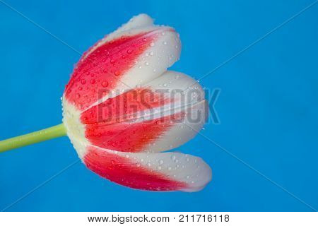 Closeup single tulip flower on a blue background with waterdrops