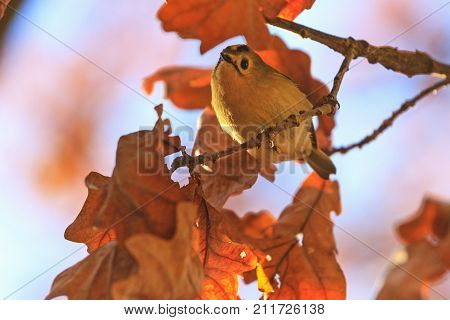 autumn picture with orange leaves and singing bird, Regulus regulus , wildlife, autumn season
