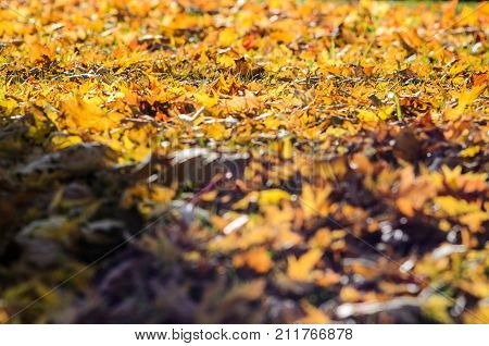 Fallen Autumn Leaves Background