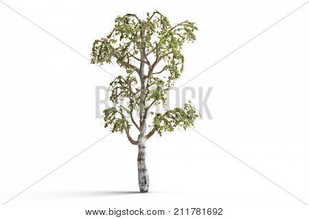 Birch tree isolated on white background