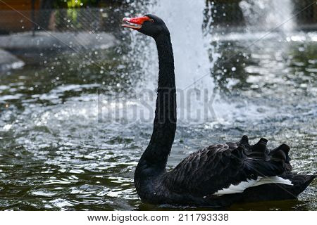 Black swan