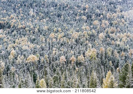 Autumn forest. Snow-covered tops of larch and pine. Altai Republic. Russia.