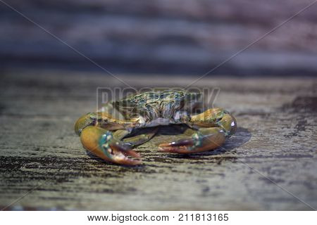 crab on the timber background , sea thailand