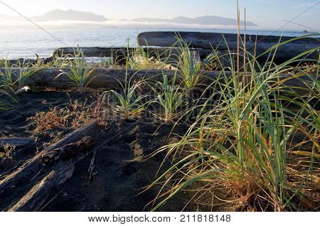 Early morning view of fog and mountains of Vancouver Island from the beach on Catala Island BC with beach grass and driftwood logs in the foreground.