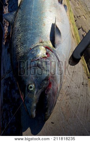 Close Up Of A Large Chinook Salmon On A Makeshift Cutting Board With Knife Handle And Shadows Caused