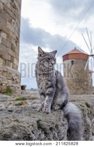 Greek stray cat by the windmills on the harbor of  Rhodes island, Greece