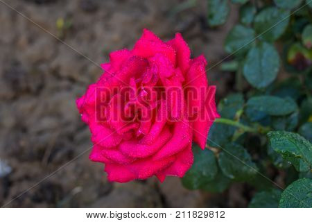 Early morning beautiful rose flower garden, dew on roses with awesome colors and verify with closer look, around fifty of verity of roses in this garden in New Delhi, India
