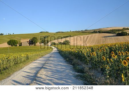 Rural landscape along the road from Filottrano to Appignano (Ancona Marches Italy) at summer.