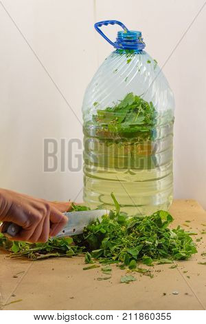 Preparation of natural bio fertilizer organic at home. A woman's hand cuts shamrock by knife on the table and places them for the fermentation in container for plant nutrition receive. Fertilizers for indoor plants.