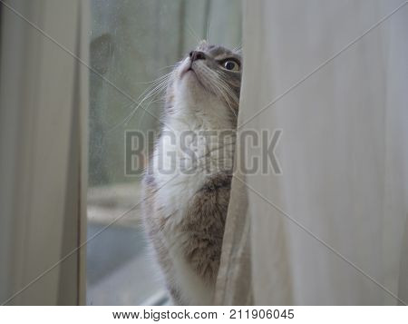 Close Up Cute Funny Gray Somali Cat Sad Looking Up Before Window Behind The Curtains