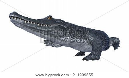 3D Rendering Alligator Caiman On White