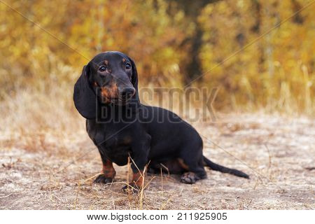 cute portrait of a dog (puppy) breed dachshund black tan in the green forest in the autumn park