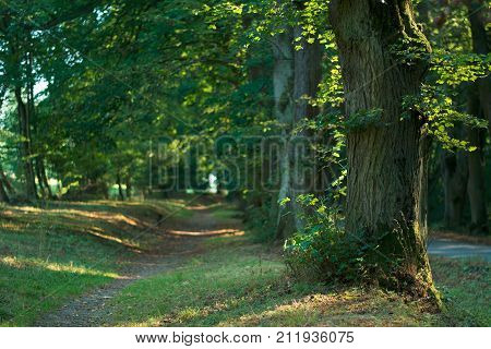 Lime trees alley in the summer, Helfstyn, Czech Republic, CZ
