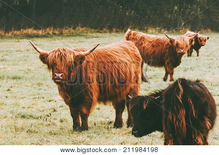 Highland Cattle Cow group farm animals long hair and horns classic Scottish breed