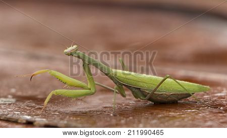 Mantis on flower, Mantis religiosa, beautiful evening sun, Czech republic. Beautiful sunset light with insect. Mantis in the nature. Wildlife scene from meadow.