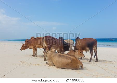 African cows are resting on white tropical Nungwi beach, Zanzibar, Tanzaia, Africa.