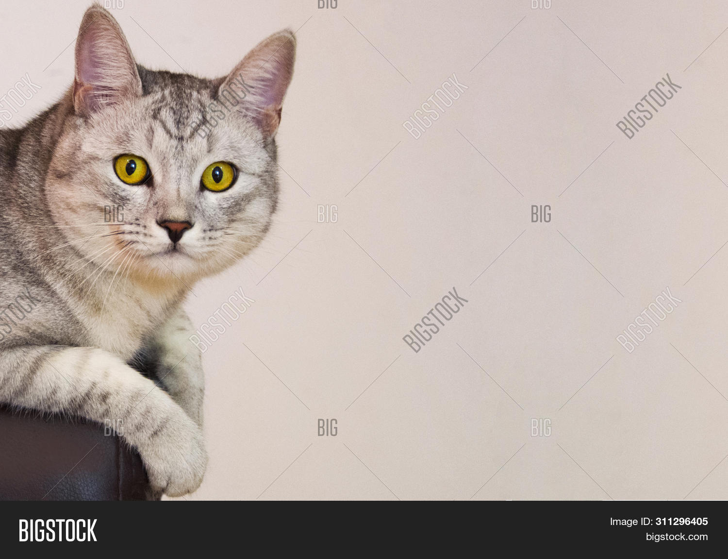 Yellow Eyed Cat Sits Image Photo Free Trial Bigstock