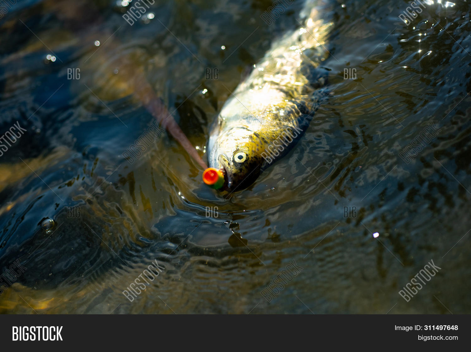 Fishes Catching Hooks Image & Photo (Free Trial) Bigstock
