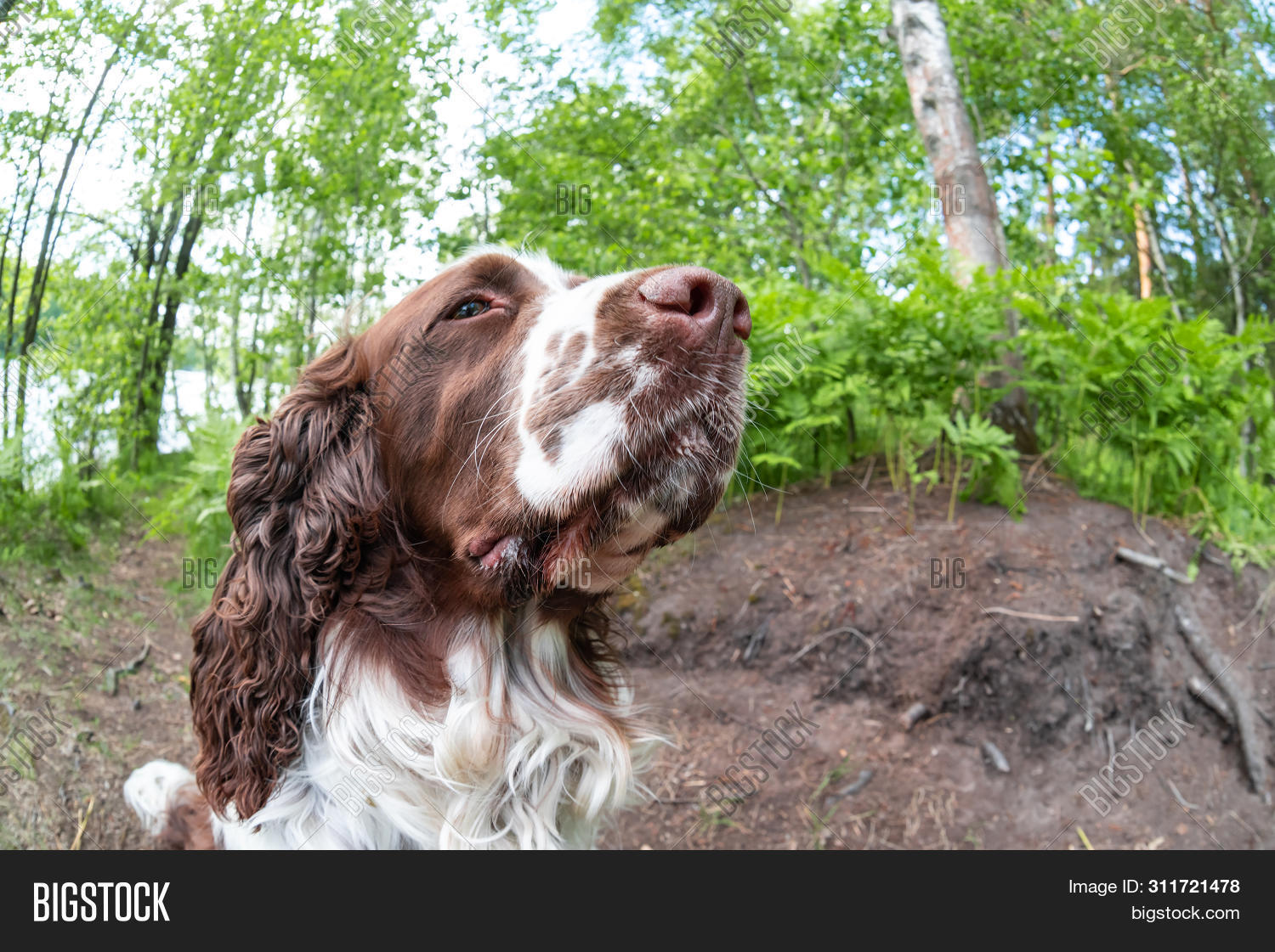springer spaniel nature