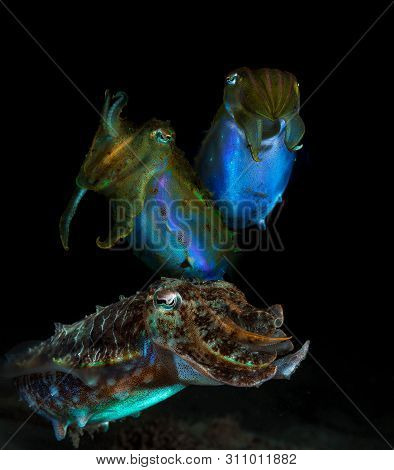 A Shot Of 3 Cuttlefish At Night Time With Vibrant Colours