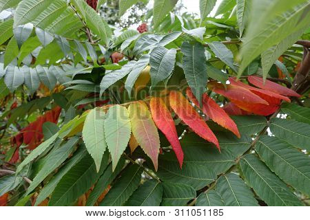 Red, Green And Yellow Leaves Of Rhus Typhina In Autumn