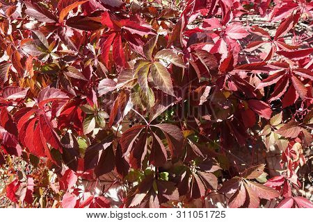 Autumnal Foliage Of Parthenocissus Quinquefolia In Various Shades Of Red