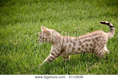 Mladí Bengálsko Kitten